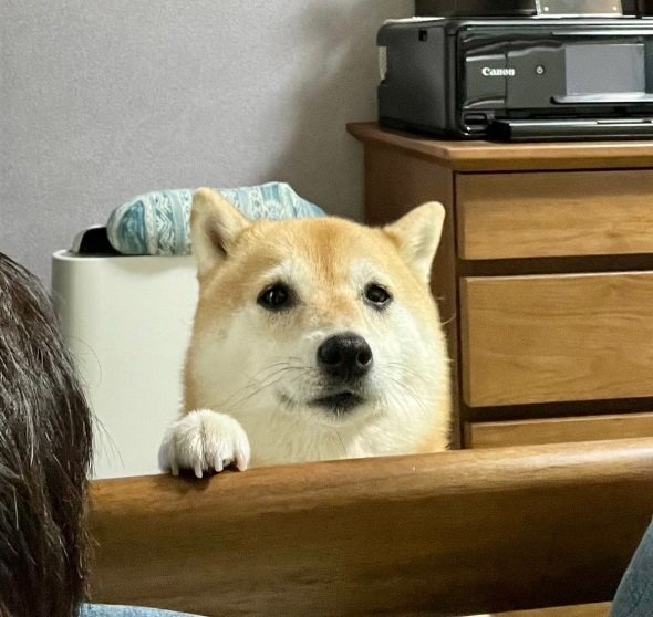 飼い主さんを見つめるこじろうくん