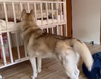 赤ちゃんを見守るレゴシくん（提供：キャプテン・レゴシさん）