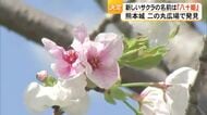 熊本城・二の丸広場で見つかった新しいサクラの名前が『八十姫』【熊本】