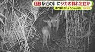 “駅近”の河川敷にシカの大群「うじゃうじゃ」なぜ？専門家「エサもあって隠れられる」