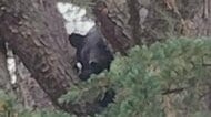 人里にクマ出没、捕獲・駆除相次ぐ　専門家「食べ物がなくて動き回る、結婚相手のメスを探して動き回る。夏は特に注意」