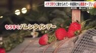 イチゴ狩りに魅せられて…未経験から農園オープン　愛とＡＩで育む観光農園　鹿児島・肝付町