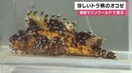 珍しい“トラ柄”の「オニオコゼ」一般公開　新温泉町の沖合で捕獲　城崎マリンワールド