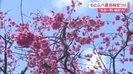 日本一早く桜を楽しめる「もとぶ八重岳桜まつり」　濃いピンクと青空のコントラストを堪能