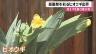祇園祭に欠かせない「ヒオウギ」の出荷がスタート　厄よけの花として京都の夏を彩る　約1万本を出荷へ　京都・宮津市