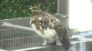ニホンライチョウ幼鳥4羽が初の「群れ展示」　見られるのはあと1カ月　富山市ファミリーパーク