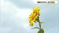 【天気コーナー】猛暑がつづくなか…元気いっぱい「ヒマワリ」の花（米子市）