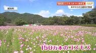 越知町で《コスモスまつり》開幕　“SNS映え”する150万本が3連休に見頃　秋の味覚も【高知】