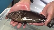 福井のブランド魚「若狭まはた」稚魚の出荷始まる　6月上旬までに嶺南の25業者へ3万匹