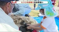 「モコモコだった」園児がヒツジの毛刈り 静岡・磐田市