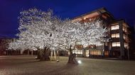 【オンラインお花見】校庭の真ん中で子どもたちを見守り100年 地域に支えられ「真鍋のサクラ」