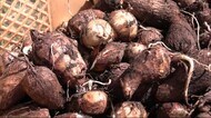 地域の特産品に理解深める 小学生が「特産いものこ」収穫 秋田・横手市