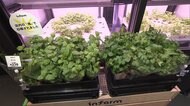 「紀ノ国屋」店内で栽培の野菜販売 屋内垂直農法「インファーム」