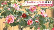 春の訪れ告げる花…名古屋城でツバキを集めた展示会 盆栽や切り花など約170点展示 3/15まで