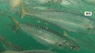 夏の暑さ原因か…養殖サバ大量死 ブランド化進める「唐津Qサバ」出荷できず 海水温高い夏場の養殖環境改善が課題に