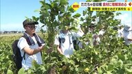 今が旬 真夏の畑で“だだちゃ豆”収穫体験　調理師・栄養士を目指す高校生が「地元食材」通し料理の道の理解深める【山形発】