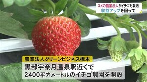 コメ栽培の農業法人が“イチゴ農園”開設 コメ価格下落で収益アップ 将来は観光農園に