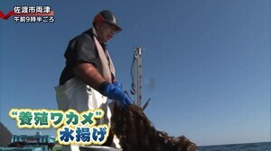 4月上旬並みの気温に 春の訪れ告げる”養殖ワカメ”の水揚げ始まる【新潟】