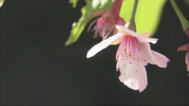 復興の祈りを受けて…豪雨災害の被災地に一輪の桜【広島発】
