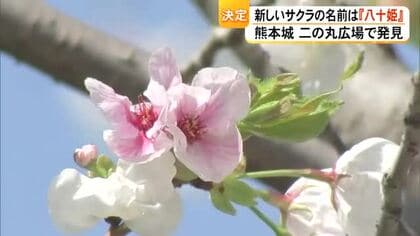 熊本城・二の丸広場で見つかった新しいサクラの名前が『八十姫』【熊本】