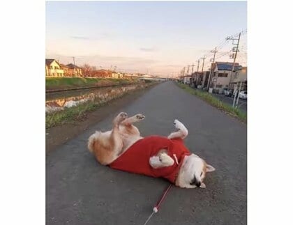 「今日も酷い有様でした」散歩中に“やる気0％”で寝る柴犬が24万回再生…その後も続く“断固拒否”【今年私バズりました】　