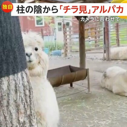 【独自】恋に落ちた!?柱の影から「チラ見」アルパカ熱視線　釧路市動物園の“エルシーちゃん”カメラの動きと見事シンクロ