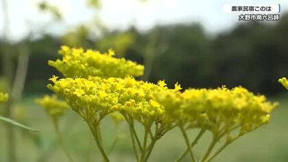 南六呂師の草原でオミナエシ見頃　フジバカマも風に揺られ優しい香り　秋の七草“競演”