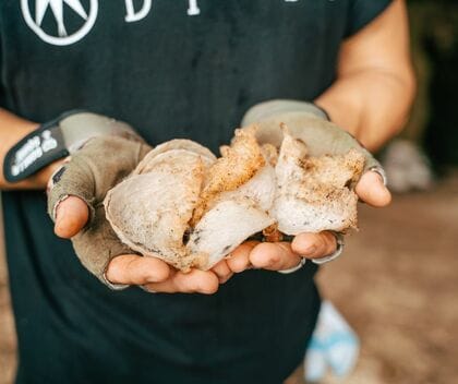 天然アナツバメの巣、その優位性を科学的に実証。天然物は、養殖物に比べ抗酸化力が1.9倍に。