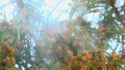 黄砂とのWパンチで悪化も…花粉症の子供が“2人に1人”にまで増加【愛知発】