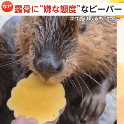 態度がひどいビーバー！露骨なエサの好き嫌い…におい確認して「おイモじゃない！」ポイッと投げ捨て　山梨・甲府市遊亀公園附属動物園