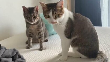 「芸術だよこれは！」アイコンタクトで“7秒のシンクロゴロン”する兄弟猫に喝采! 2匹の関係性を聞いた