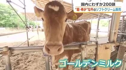 超希少！！国内にわずか200頭「ガンジー牛」のソフトクリーム販売開始　濃厚ながらさっぱりとした後味　道の駅みくにの一角で14日から　福井