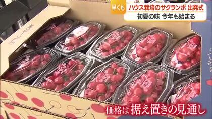 ハウスで加温栽培したサクランボ出荷始まる　中東情勢で燃料・資材高騰も価格据え置き　山形・寒河江市