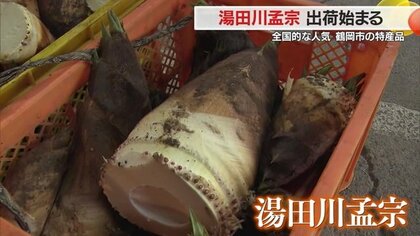 ベテラン生産者も大満足！“表年”で豊作「湯田川孟宗」出荷始まる　孟宗を堪能できるイベントでは行列も【山形発】