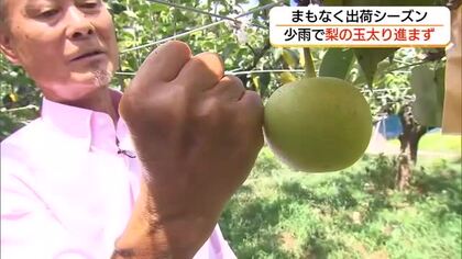 農家も“雨乞い”　猛暑・少雨が梨の生育に影響　収穫まで約2週間…気がかりは「玉太り」（島根・安来市）