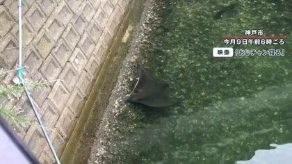 【独自取材】川などに「エイ」出没相次ぐ　刺されると“命の危険”…貝類の食害も