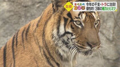 寅年に注目　個性的な3頭のトラ…“年女”のホワイトタイガー、貫禄ある兄と心配性の弟も【愛媛発】