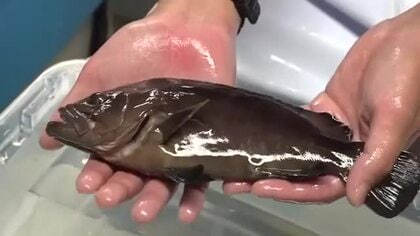 福井のブランド魚「若狭まはた」稚魚の出荷始まる　6月上旬までに嶺南の25業者へ3万匹