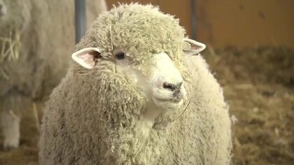 若者が憧れる畜産業を　ブランド肉に保湿クリーム…ヒツジの可能性無限大　原発事故で全村避難の葛尾村から新たな挑戦【福島発】