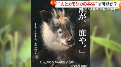 天然記念物「ニホンカモシカ」埼玉で出没相次ぐ 農作物に被害も