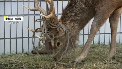 角にロープがぐるぐる巻き　重々しく食事するシカをカメラが撮影　心配の声あがるも「自然に抜け落ちるので待って」北海道・厚岸町