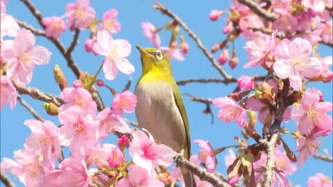 真冬の寒さから一転…全国的に気温上昇で春の陽気に　東京都心は最高気温13.5℃と3月中旬並み