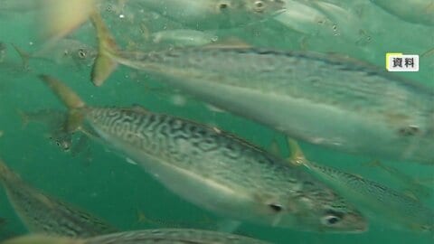 夏の暑さ原因か…養殖サバ大量死 ブランド化進める「唐津Qサバ」出荷できず 海水温高い夏場の養殖環境改善が課題に