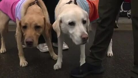 動物愛護週間に合わせてイベント　優しい社会の実現目指し啓発活動　秋田市　