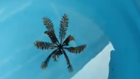 ウミシダ泳ぐ 植物ではない 不思議な生き物 が話題 生態を専門家に聞いた