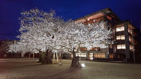 オンラインお花見 校庭の真ん中で子どもたちを見守り100年 地域に支えられ 真鍋のサクラ