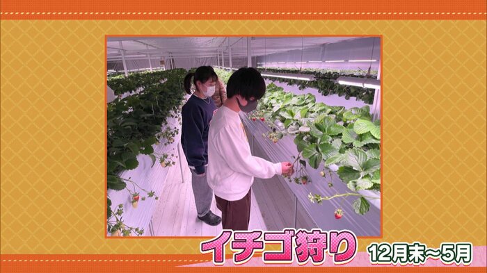 滋賀・米原市「七夕いちご園」イチゴ狩り12月末~5月