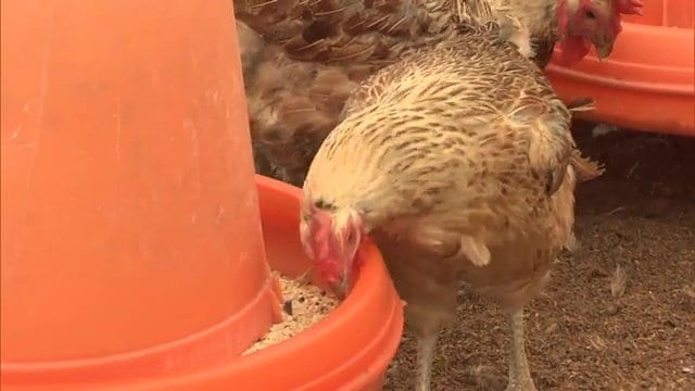 エサにも工夫