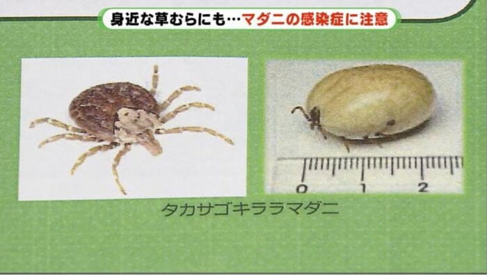 血を吸うと1~2センチに膨らむ