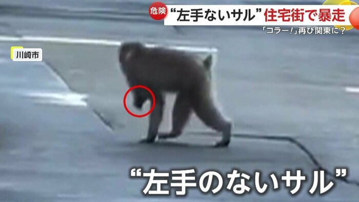 再び現れた“左手のないサル”(視聴者撮影)